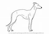 Whippet Drawing Draw Step Dogs sketch template