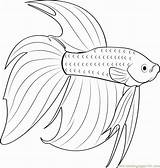 Betta Fighting Siamese Wickedbabesblog Colouring Coloringpages101 sketch template