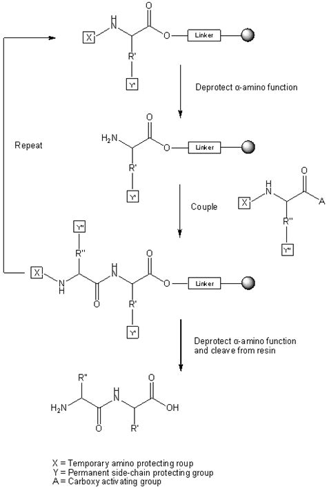 peptide synthesis custom peptide peptide coupling reagents hatu