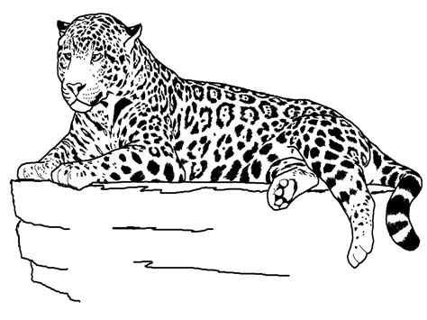 jaguar animal coloring pages realistic coloring pages