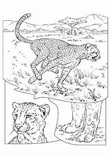 Gepard Cheetah Parentune sketch template