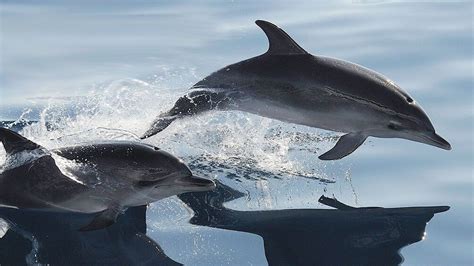 dolphins  gran canaria