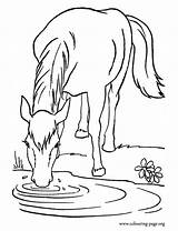 Coloring Horse Drinking Water Horses Pages Clipart Printable Farm Color Colouring Lake Animal Animals Stencils Sheets Drawing Template Kids Print sketch template