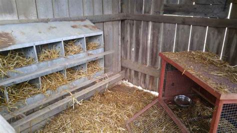 chicken coop nesting boxes 6 things you need to know