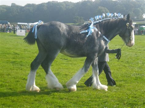 blue roan shire blue roan yearling shire rebelcause flickr