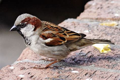 sparrow    sparrow birds