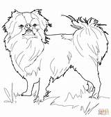 Chin Japanese Coloring Pages Dog Supercoloring Printable Drawing Getdrawings sketch template