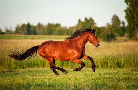 bay horse color variations pictures pet keen