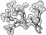 Moss Muschio Lichens Tundra Misti Iceland Designlooter Lichen sketch template