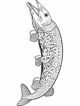 Pike Coloring Pages Fish Template sketch template