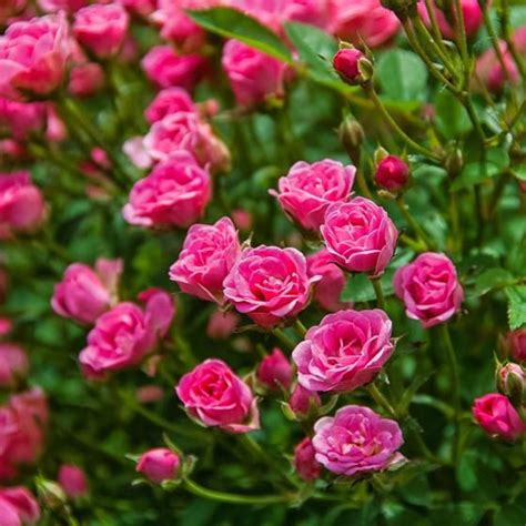 mini rose lilly rose im ca  cm topf  kaufen bei gaertner