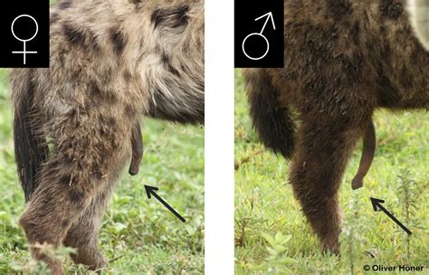 pseudopenis und penis im vergleich hyänen projekt