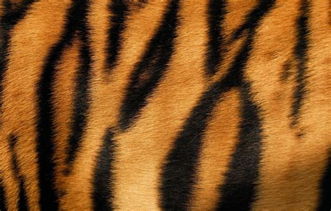 wallpaper tiger skin fur texture animal fur images  desktop