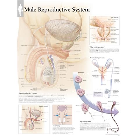 Scientific Publishing 4000p Male Reproductive System Chart