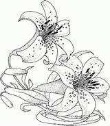 Flowers Coloring Pages Flower Adults Lily Color Drawing Adult Realistic Water Lilies Printable Stargazer Rose Printables Painting Sheets Drawings Choose sketch template