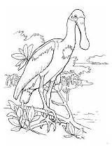 Birds Spoonbill Roseate Coloring Pages sketch template