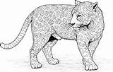 Jaguar Coloring Pages Color Print Animal Jaguars Leopard Adult Detailed Cat sketch template