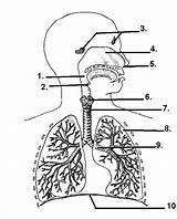 Respiratory Unlabeled 1480 Highlands sketch template