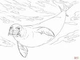 Monk Seal Coloring Coloriage Pages Dessin Luffy Monkey Drawing Colouring Sea Skip Main Ocean Imprimer Colorier sketch template