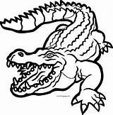 Coloring Crocodile Alligator Wild Wecoloringpage sketch template