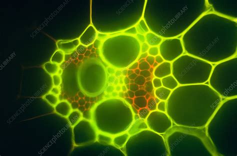 monocot stock image  science photo library