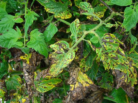 dont  light  bacterial leaf blight growing produce