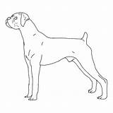 Boxer Dog Coloring Pages Fro sketch template
