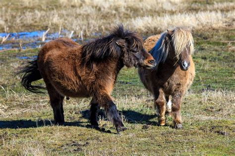 breed  miniature horse answers  breeders