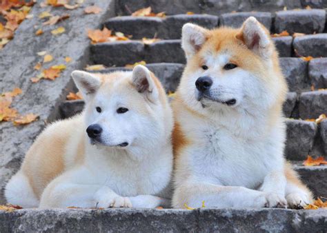 akita dogs  adorable japanese dog breed   world