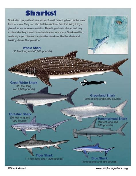 whale  shark size comparison atomussekkaiblogspotcom