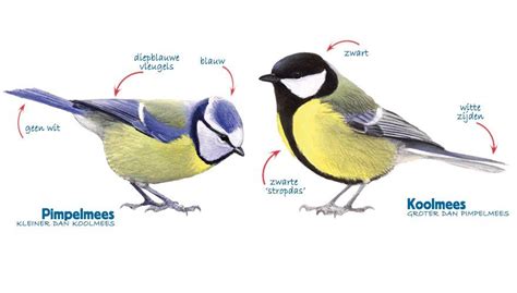 infographic pimpelmees koolmees koolmees vogels tekenen vogels kijken