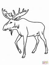 Coloring Pages Antler Moose Print Getcolorings Color sketch template