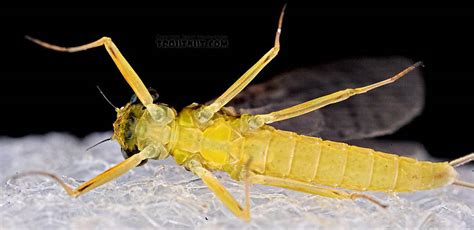 female leucrocuta hebe little yellow quill mayfly dun