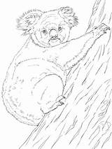 Koala Coloring Pages Tree Climbing Boy Supercoloring Australian Printable Book Animals Drawing Koalas Clipart Animal Realistic Drawings Clip Adult Easy sketch template