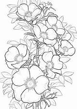 Cherokee Rose Drawing Getdrawings Coloring sketch template