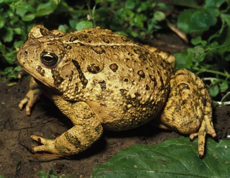 toad  frog facts mdc discover nature