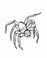 Spider Coloring Pages Widow Printable Lethal Hunter sketch template