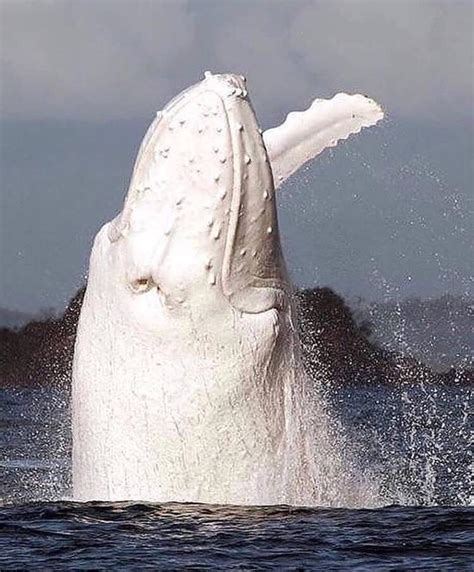 🔥 white humpback whale spotted off baltimore west cork ireland 🔥