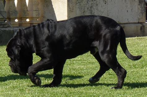 cachorro mastim napolitano preto encontrado em araraquara vamos compartilhar  achar  dono