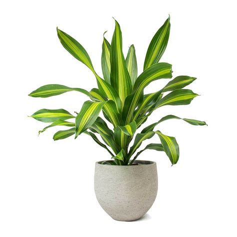dracaena fragrans plant nestreeocom