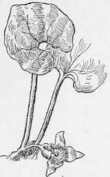 Wild Canadense Ginger Asarum Aristolochiaceae Birthwort Family sketch template