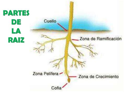 Organografia La Raiz