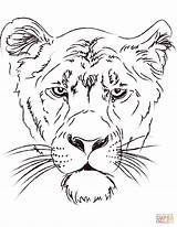 Lioness Coloring Head Pages Lions Drawing Lion Printable Paper Drawings Main Dot sketch template