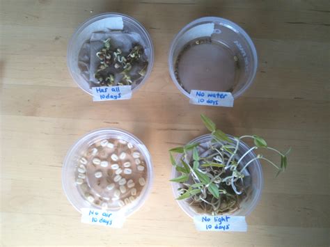 seed germination requirements ingridscienceca