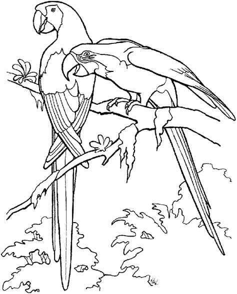 parrot coloring pages birds printable enjoy coloring coloring home