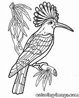 Hoopoe Coloring Bird Colouring Pages Designlooter 1000px 74kb Drawings Google sketch template