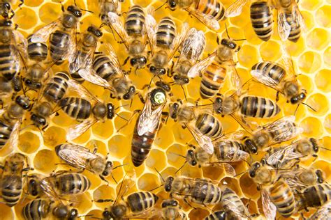 11 Bee Facts That Will Have You Buzzing Earthjustice