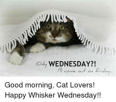 Only Wednesday I Ll Come Out On Friday Good Morning Cat