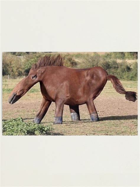 verzogenes pferd meme fotodruck von hangloosedraft redbubble