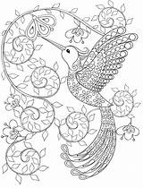 Coloring Pages Hummingbird Flower Printable Getdrawings sketch template